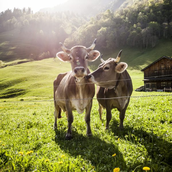 Cows on alp