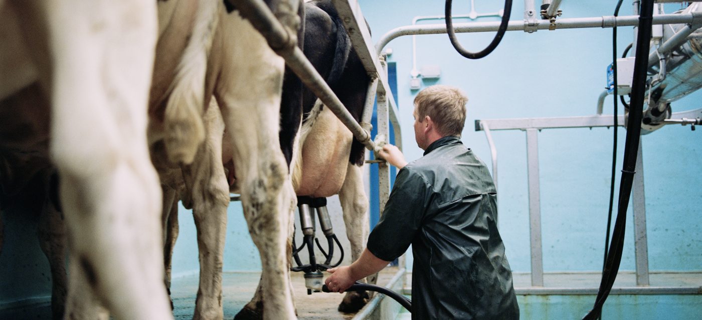 Farmer Milking Cows in Milking Parlor