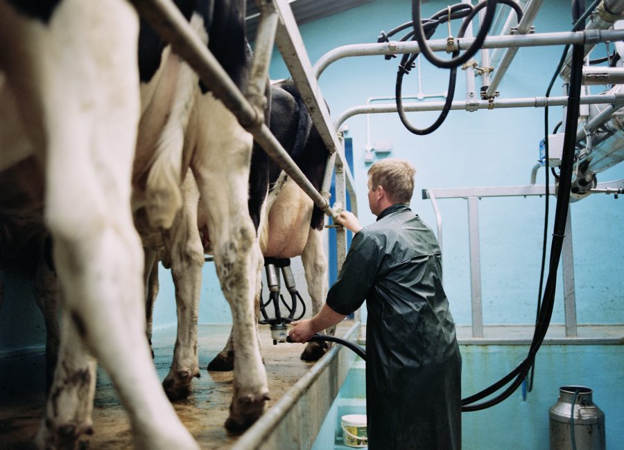 Farmer Milking Cows in Milking Parlor