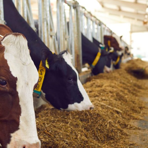 Kühe – Herausforderungen und Innovationen in der Milchproduktion.