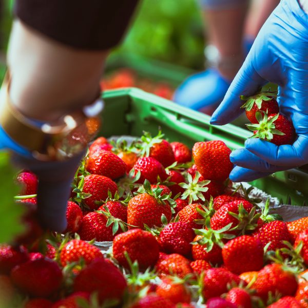 Erdbeeren werden geerntet