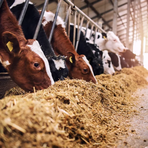Kühe – Herausforderungen und Innovationen in der Milchproduktion.