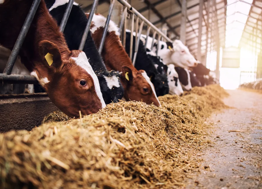 Kühe im Stall – Fokus auf Milchproduktion und Nachhaltigkeit.