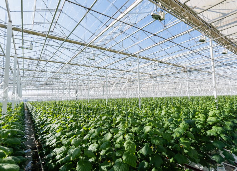 plantation of cucumber plans growing in spacious greenhouse