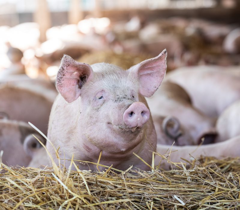 Schweine im Stall – Symbol für Fleischproduktion und Tierwohl.