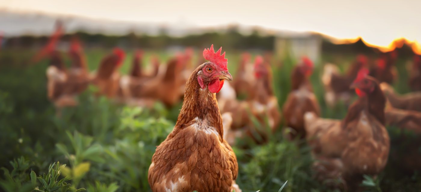 happy free range chicken in the meadow