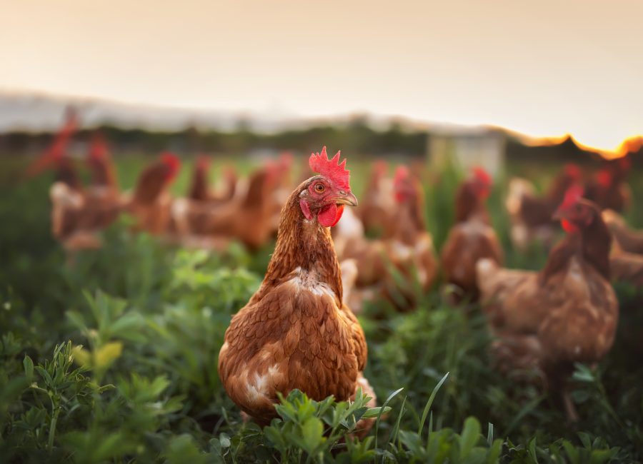 happy free range chicken in the meadow