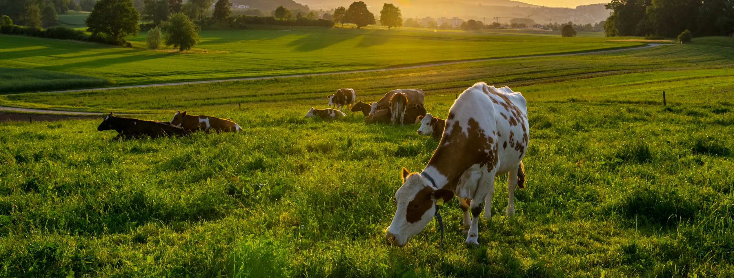 Kompetenzzentrum Landwirtschaft Von der Wertschöpfungskette zur