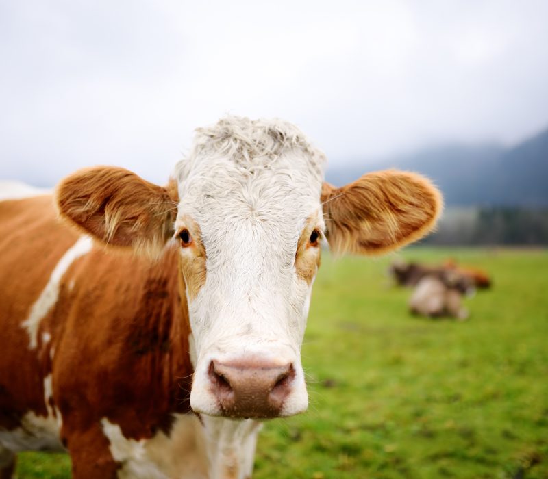 Kuh auf dem Land - steht für garantiertes Tierwohl