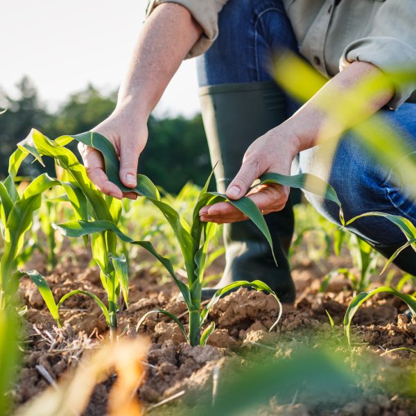 Farmer,Examining,Corn,Plant,In,Field.,Agricultural,Activity,At,Cultivated