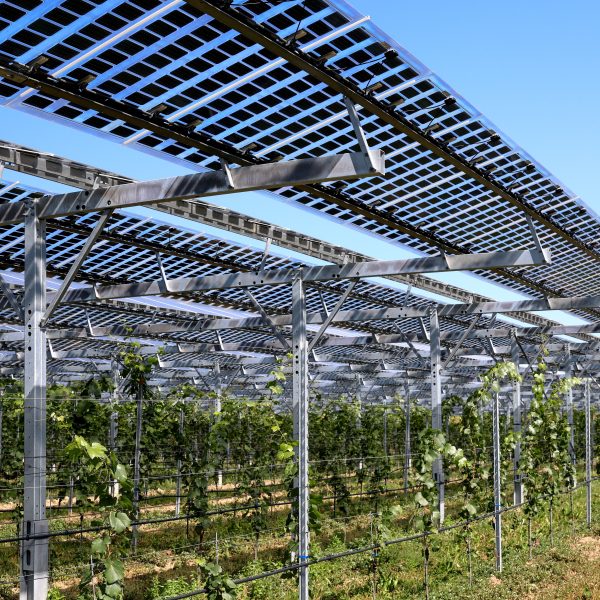 Vines,Covered,With,Transparency,Photovoltaic,Modules,,Hail,And,Rain,Protection