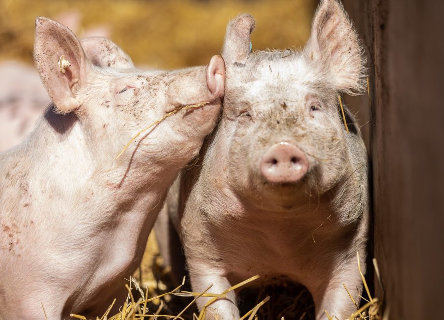 Schweine - Fokus auf Nachhaltigkeit