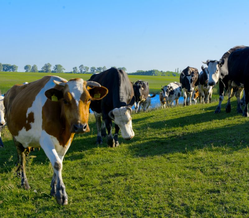 Eine Herde Kühe grast auf einem grünen Hügel unter einem klaren blauen Himmel, im Hintergrund ist ein kleiner Teich zu sehen. Die Landschaft ist am Horizont mit Bäumen übersät.