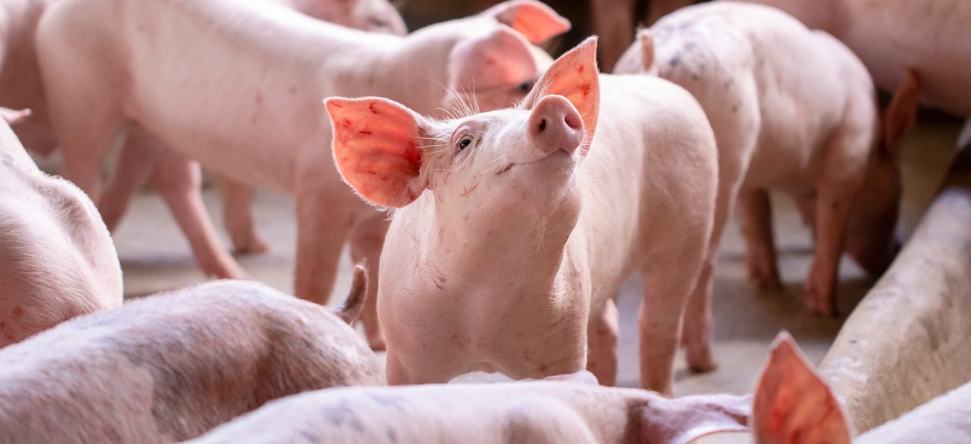 Eine Gruppe rosa Ferkel steht dicht beieinander in einem Gehege; ein Ferkel in der Mitte blickt nach oben, die Ohren gespitzt und die Schnauze erhoben.