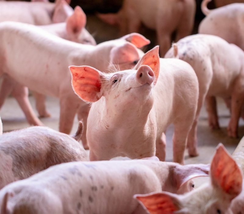 Eine Gruppe rosa Ferkel steht dicht beieinander in einem Gehege; ein Ferkel in der Mitte blickt nach oben, die Ohren gespitzt und die Schnauze erhoben.